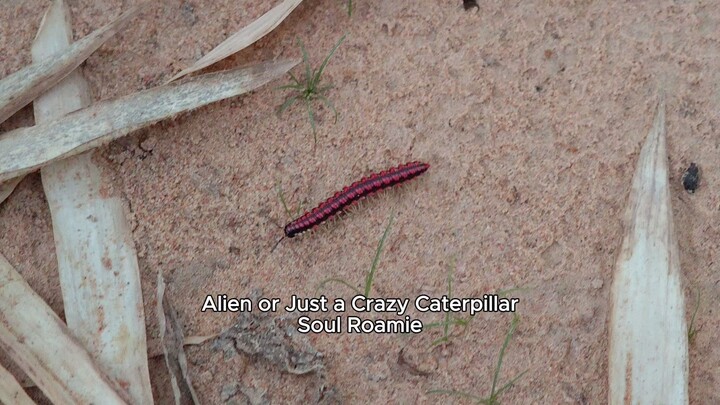 Alien or Just a Crazy Caterpillar