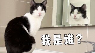 猫能认出镜子里是自己吗？专家：它可能觉得自己是人！