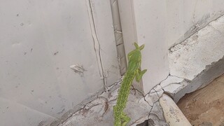 I found a chameleon on the side of the road