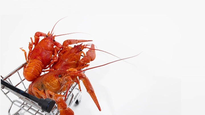 ♪ Crustacean Espionage《甲壳类间谍行动》