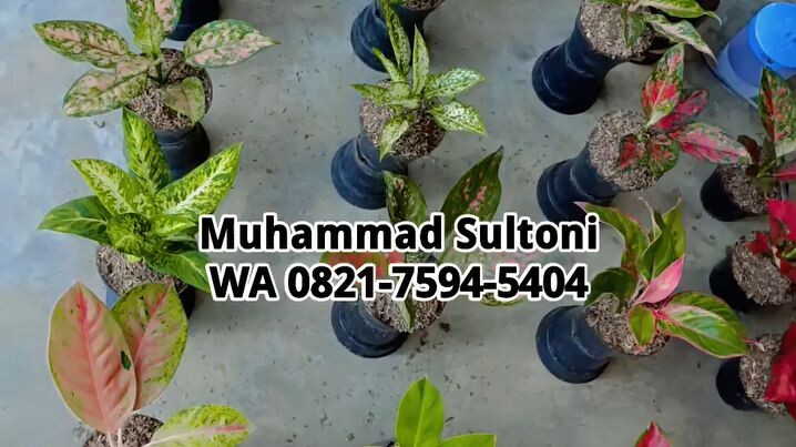 Muhammad SultoniWA 0821-7594-5404