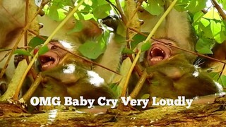 OMG BABY CRY LOUDLY!!, BABY MONKEY SCREAMING CRY VERY LOUDLY,JANE WILL​ GIVE BIRTH SOON, JANNA SCARE