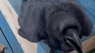 Finally figured out why crows are considered the smartest birds