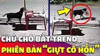 Bắt Trend GIỰT CÔ HỒN, thanh niên Chó khiến hàng xóm hoang mang vì QUÁ NHANH QUÁ NGUY HIỂM 🤣 Gâu Đần