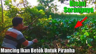 Mancing Ikan Betok Untuk Piranha