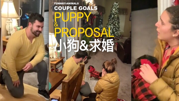 Lãng mạn gì mà đỉnh thế này: vừa tặng chó vừa cầu hôn!