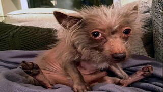 Can You Watch These Funny Pets Without Laughing ? Try it 😉