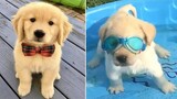 Funniest & Cutest Golden Retriever Puppies 9- Funny Puppy Videos 2020