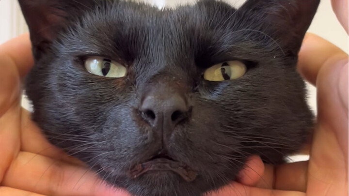 Got the hang of the right way to pet a cat?