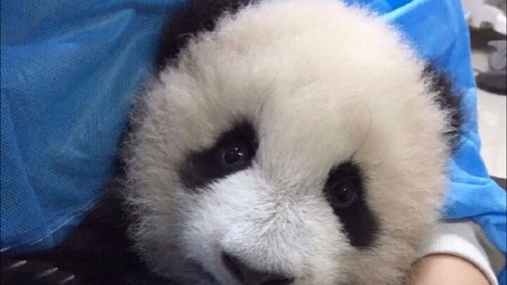 【大熊猫】为什么当两脚兽和熊猫同框时，熊猫显得更萌了