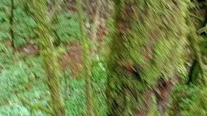 short video in forest 🫈