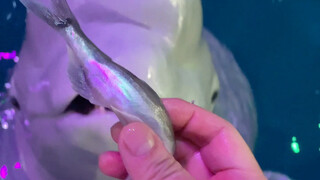 เสี่ยวเฮยโกรธอีกแล้ว