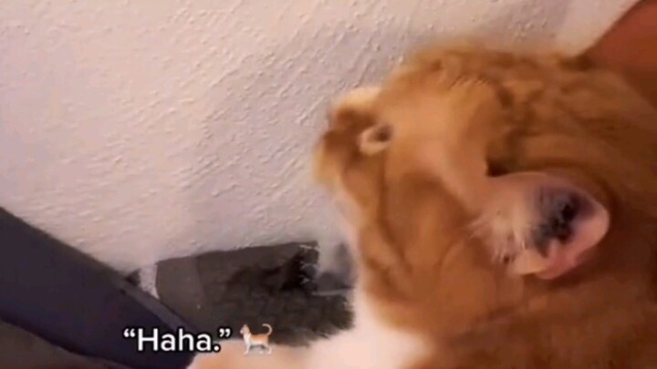Mengejutkan! Seekor kucing di luar negeri ternyata berhasil belajar tertawa “haha”!