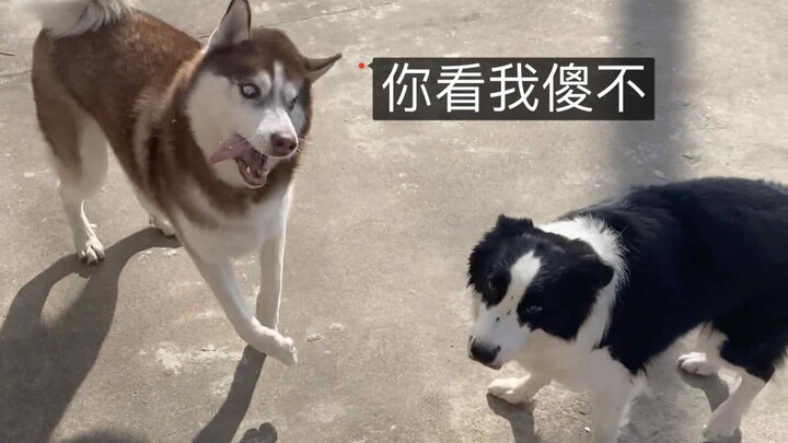 Border Collie: I can’t stand Huskies in my sight!