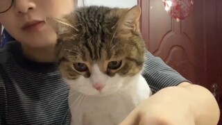 The kitten's desire for food can be seen from its eyes