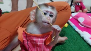 Tiny monkey Mino try some noodles