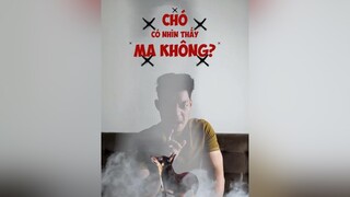 Chó có nhìn thấy ma không??? petonesaigon tuitienpet dcgr