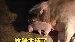 原来猪中也有坏人啊！