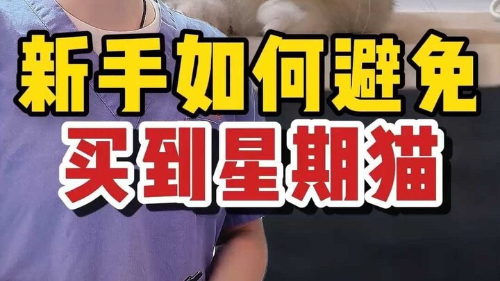 How Can Beginners Avoid Buying a "Sunday Cat"?