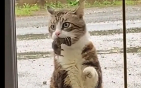 Cat: Open the door! You old creep!
