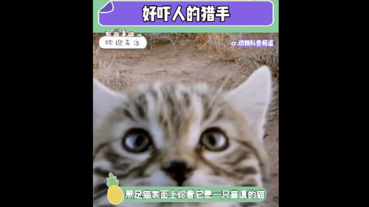 นักล่าที่น่ากลัวมาก ลูกน้อยเธอช่างดุร้ายจริงๆ…