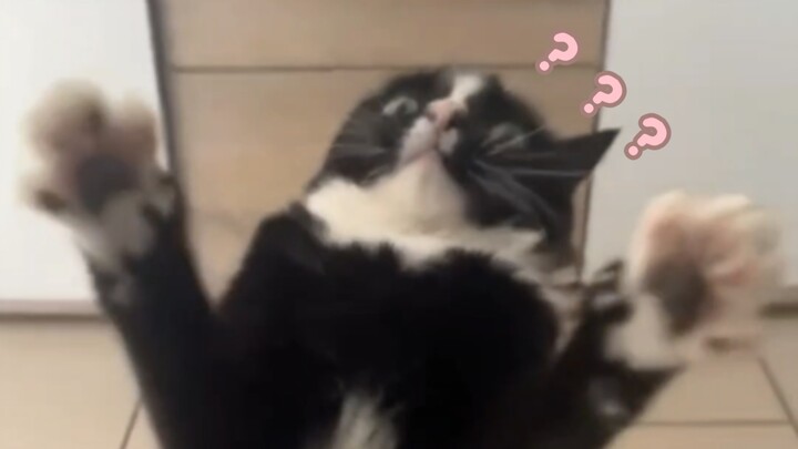 《Đại hội hành vi kỳ lạ của động vật 414》