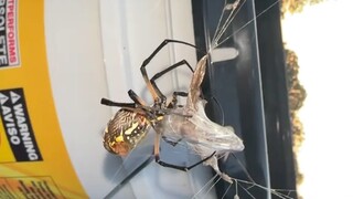 Laba-laba: Itulah tempat yang ingin aku kemas