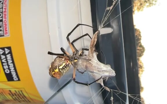 Spider: That's where I'm going to pack things up.