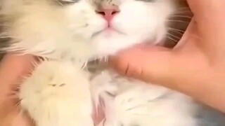 funny cat