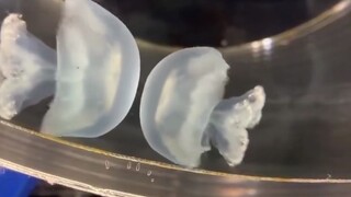 Jellyfish Fight