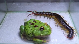 Memberi Makan Katak dengan Lipan~