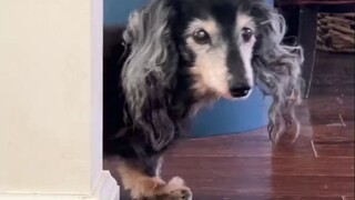 一只养了20年的腊肠犬，相当于人类中的百岁老人了，但是它依旧蹦蹦跳跳，像个活力四射的老大爷！