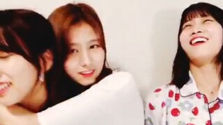 护妻Sana 大战 低情商Momo