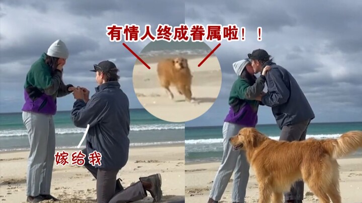 "Ngasih makan anjing" bikin bahagia sampai terbang kencang—menyaksikan sang majikan melamar di tepi 