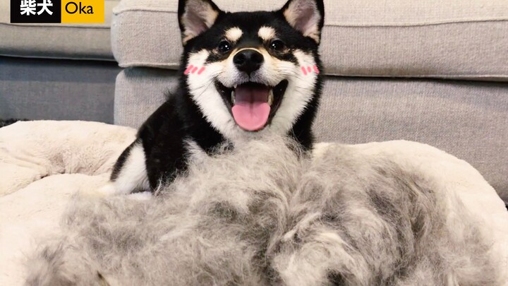 แปรงขนให้ชิบะอินุ ปริมาณขนเยอะจนน่าตกใจ! ช่างทำผมโทนี่โผล่มา...ขำตายเลย! 【ชิบะอินุโอคะ】