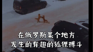 在俄罗斯某个地方发生的有趣的狐狸搏斗