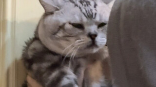 I finally own my boyfriend's cat