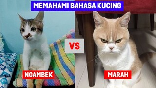 Jangan Lakukan Ini pada Kucing Kalian! Mari Belajar Bahasa Kucing!