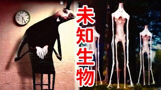 伪床？无头生物？神秘方尖碑？诡异无比的怪物汇编！第一集介绍！The Oddity Compendium