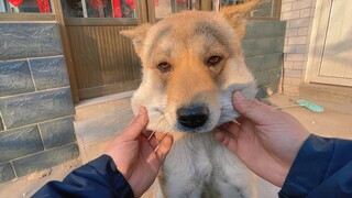 Kehidupan sehari-hari seorang lelaki tua dan beberapa anjing!