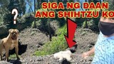 WALK WITH MY SHIHTZU CHANEL + TIPS HOW TO JOGGING WITH DOG