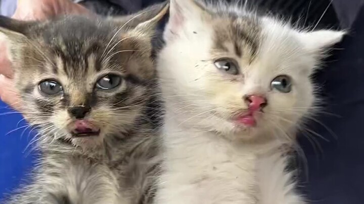 Stray cats living on rooftops are in so much danger, so I decided to help them.