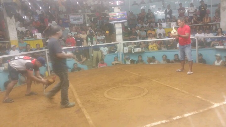 first time maglaban ng manok sa sabungan panalo 2 pit