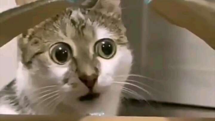 Kitten: Mom, I feel like the helmet is a bit tight.