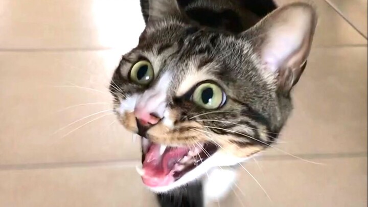 Feather Kid, Round 3—I give up, both physically and intellectually.