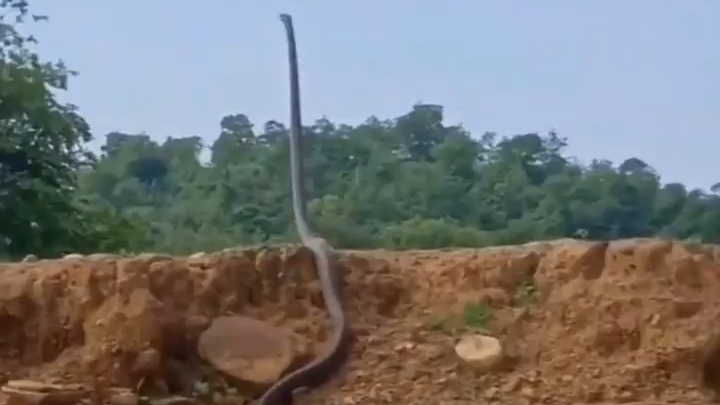 أهذا كبير إلى هذا الحد؟