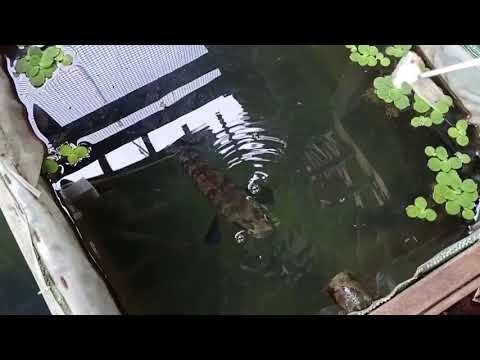 Snakehead Eat Fish Pieces