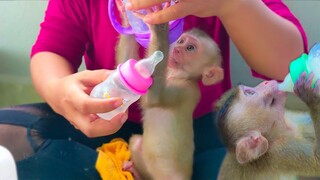 Yaya Very Smart Choose The Big Bottle Reject Small One  Toto Enjoys Drinking Milk