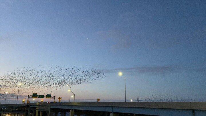 นกบนขอบเปลี่ยนทิศทาง