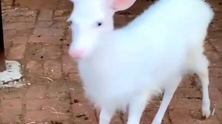 غزال أبيض نقي يعود إلى جذوره البدائية.. غزالنا الصغير في بيتي لم يخن، من يراه محظوظ!